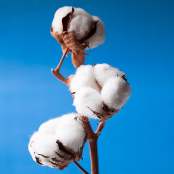 Organic Cotton Plant